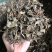 中药材野生鱼腥草新货切片2.5公分长颜色可以