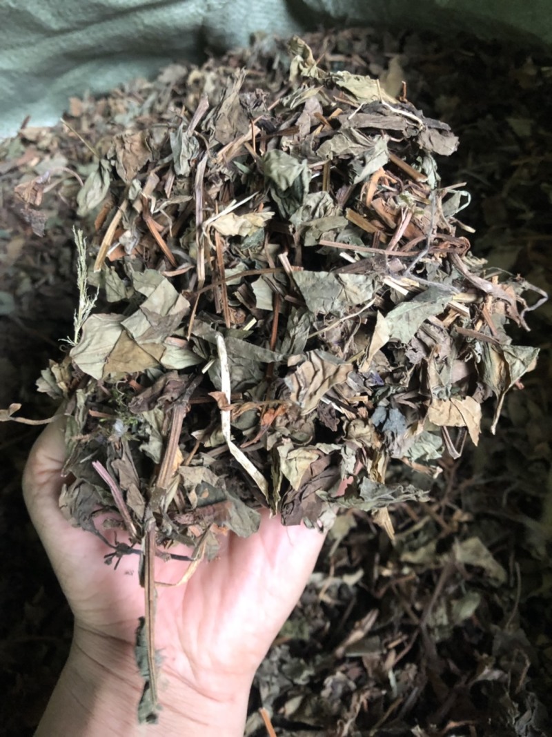 中药材野生鱼腥草新货切片2.5公分长颜色可以
