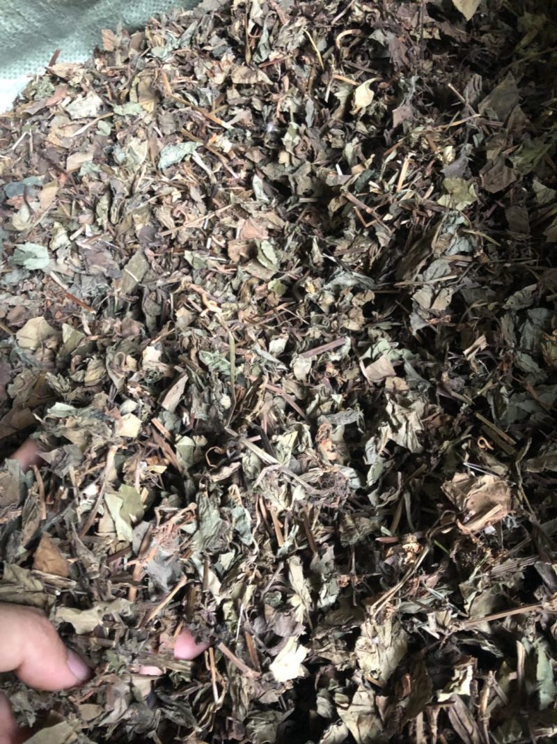 中药材野生鱼腥草新货切片2.5公分长颜色可以