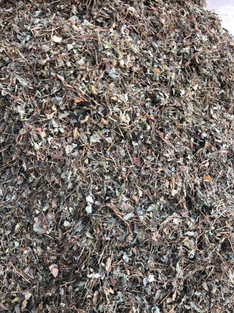 中药材野生鱼腥草新货切片2.5公分长颜色可以