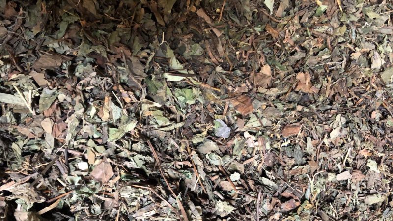 中药材野生鱼腥草新货切片2.5公分长颜色可以