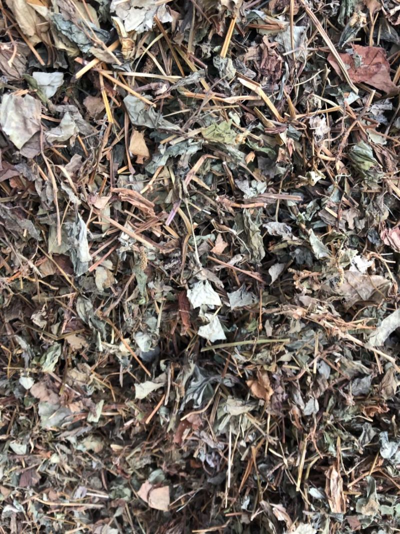 中药材野生鱼腥草新货切片2.5公分长颜色可以