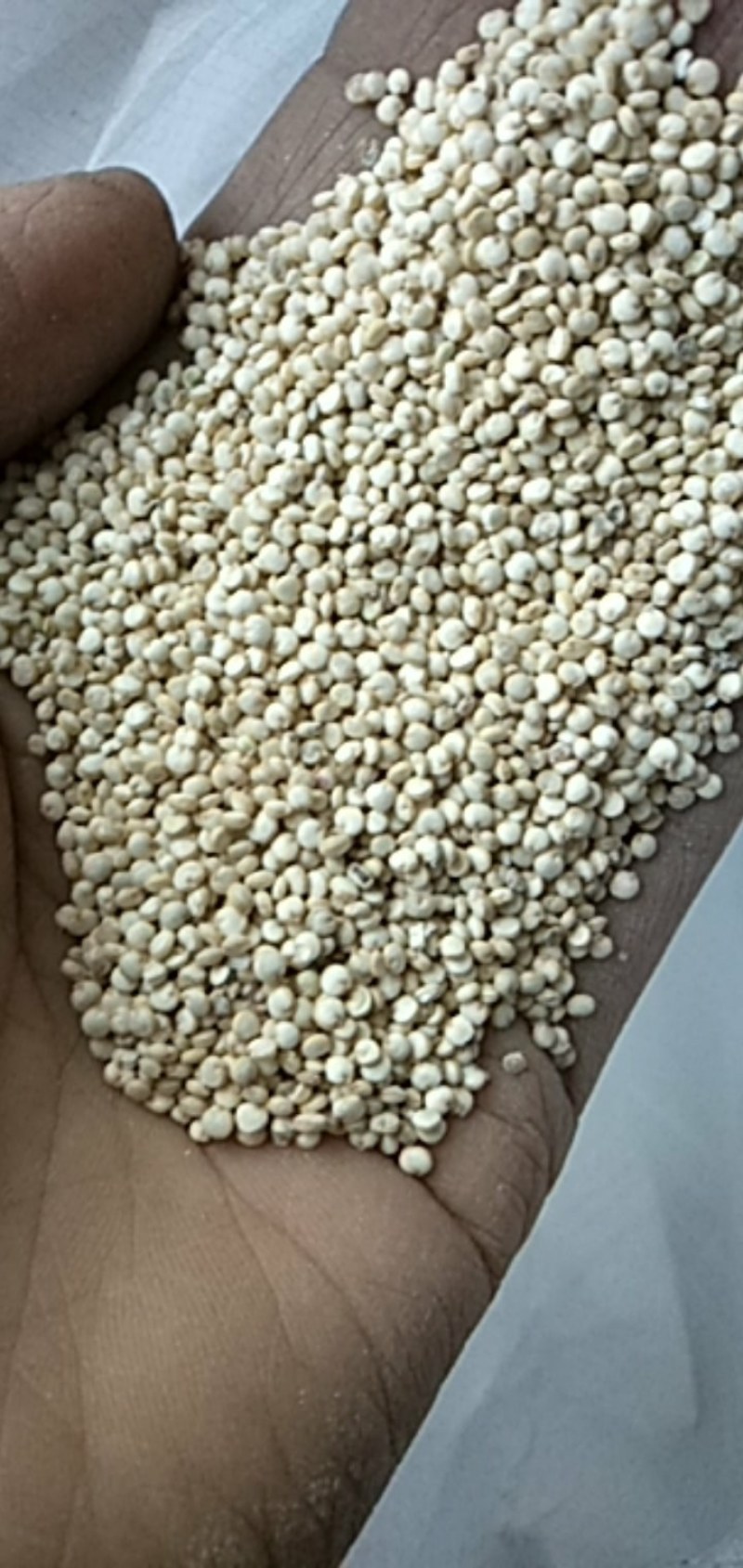 藜麦米23年新货优质灰藜麦米已脱皮颗粒饱满5斤起批包邮