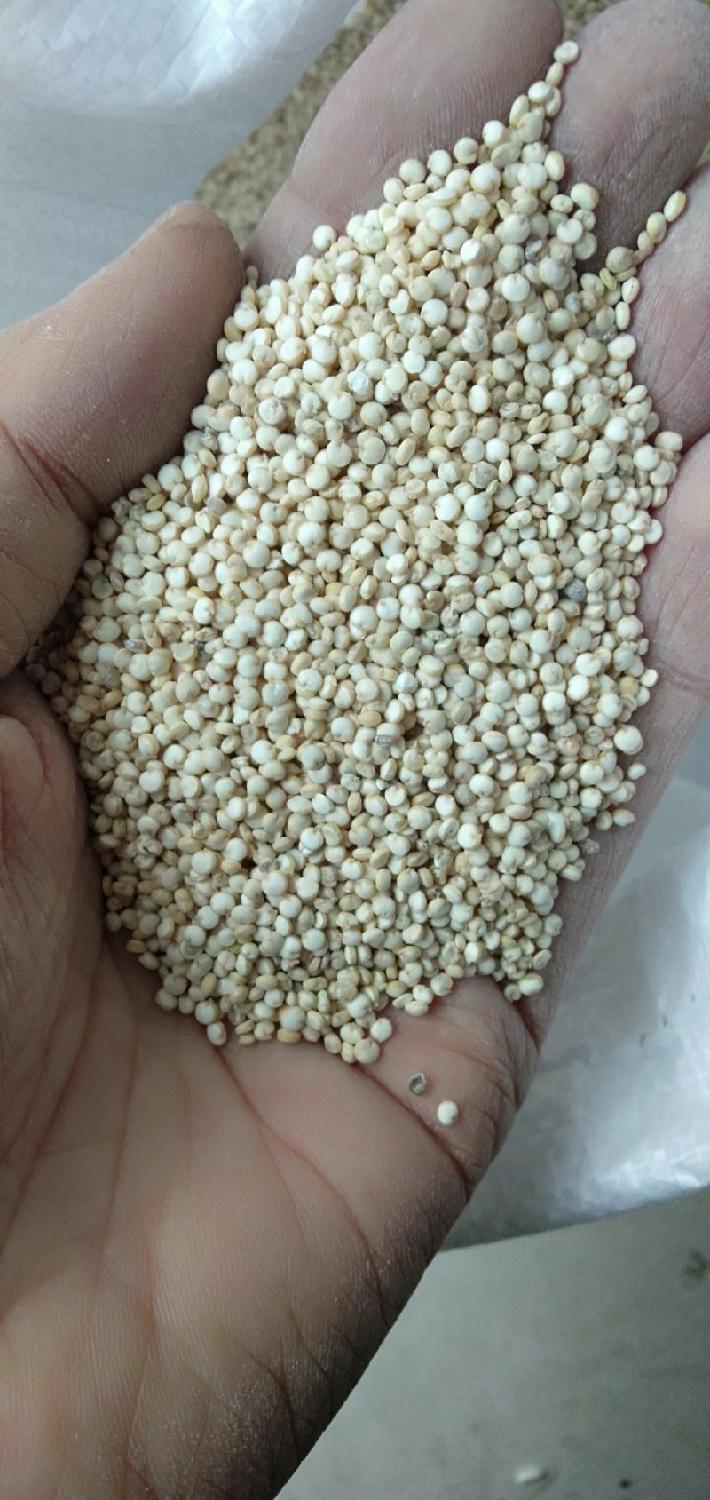 藜麦米23年新货优质灰藜麦米已脱皮颗粒饱满5斤起批包邮