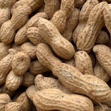 精品鲜花生🥜代收代发，供电商，超市、发市场货。