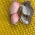 精品鲜花生🥜代收代发，供电商，超市、发市场货。