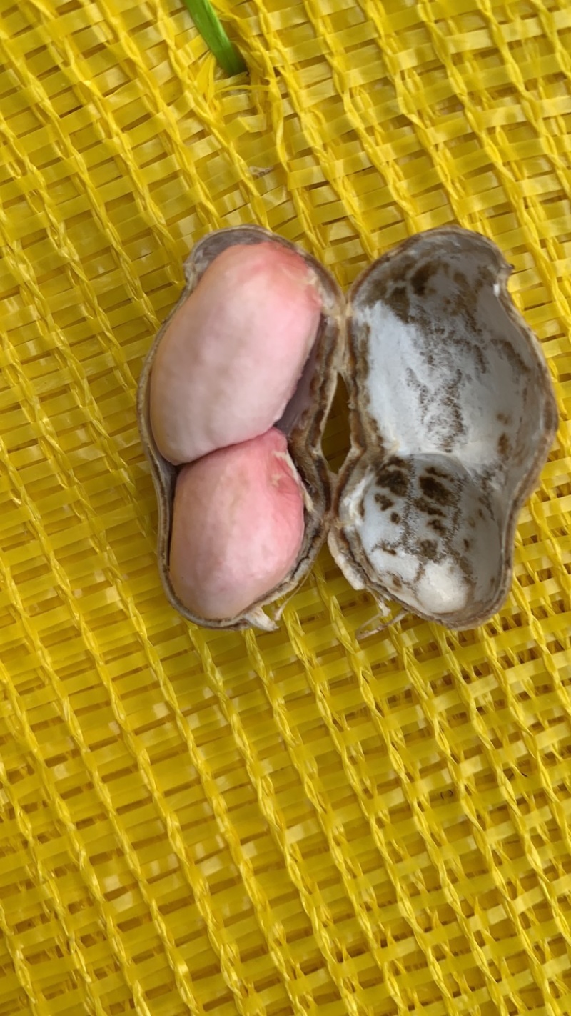 精品鲜花生🥜代收代发，供电商，超市、发市场货。
