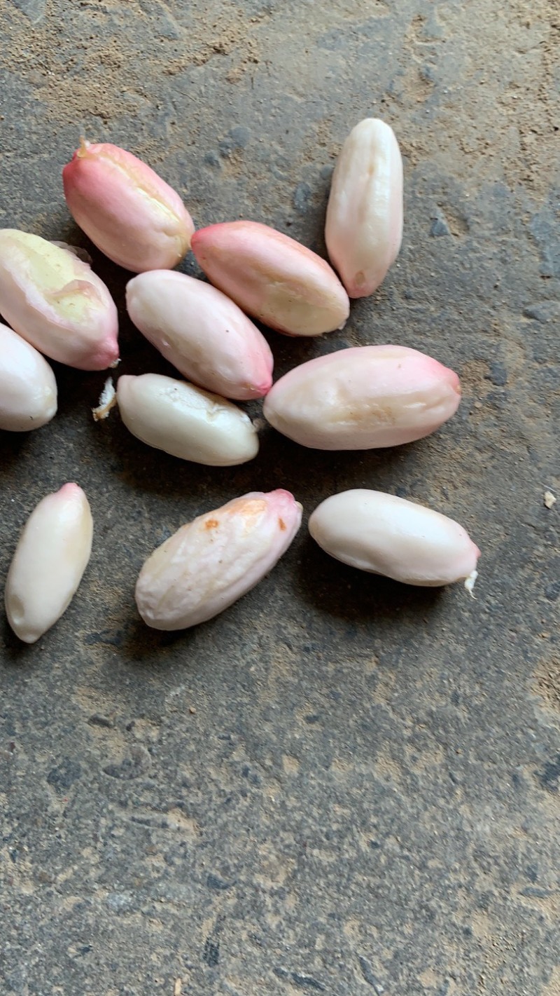 精品鲜花生🥜代收代发，供电商，超市、发市场货。