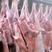 新鲜波尔山羊肉每日大量屠宰货量充足欢迎合作