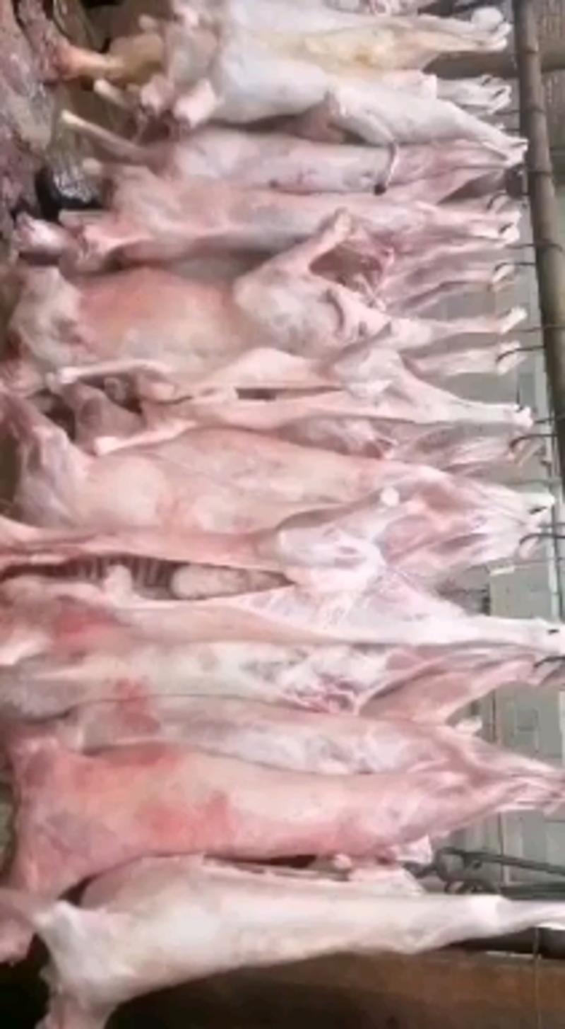 新鲜波尔山羊肉每日大量屠宰货量充足欢迎合作