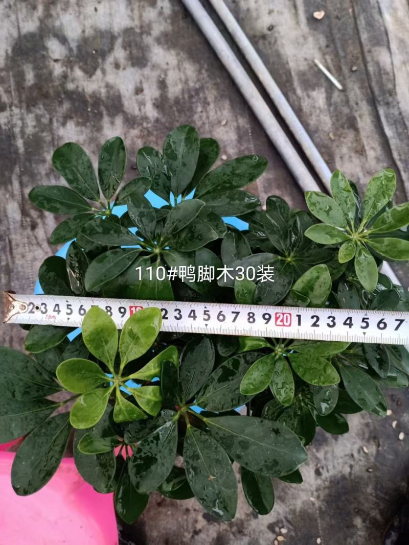 开平基地直销鸭脚木全国一件代发物美价廉产品好服务好