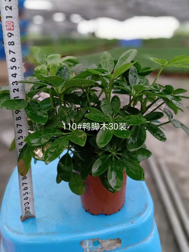 开平基地直销鸭脚木全国一件代发物美价廉产品好服务好
