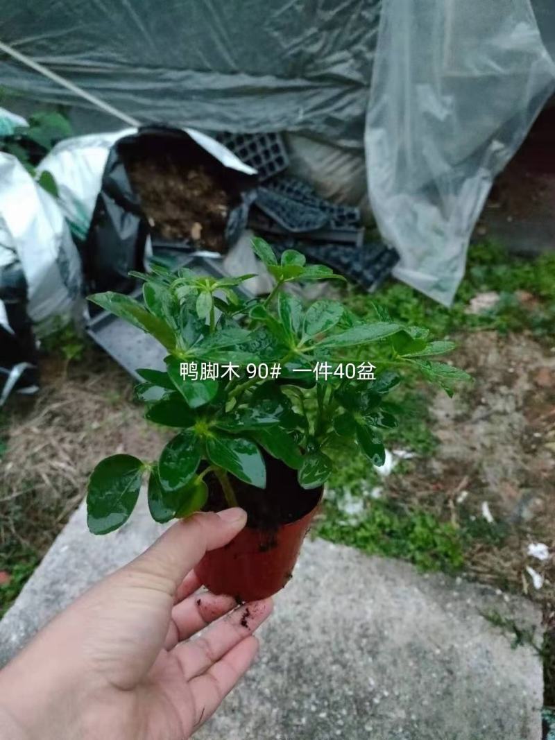 开平基地直销鸭脚木全国一件代发物美价廉产品好服务好