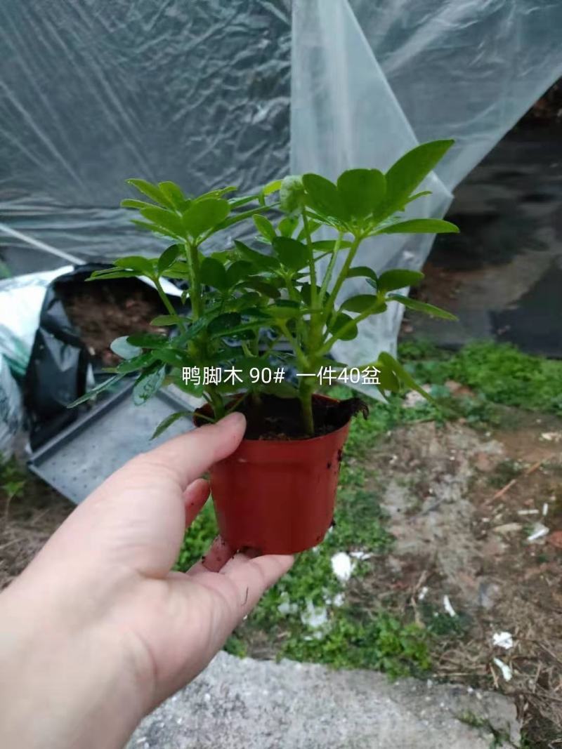 开平基地直销鸭脚木全国一件代发物美价廉产品好服务好