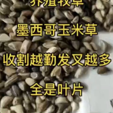 墨西哥玉米草适应能力强，适合牲畜家禽家畜食用