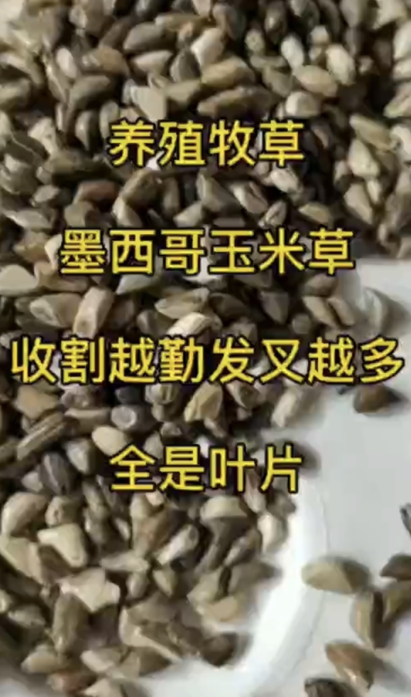 墨西哥玉米草适应能力强，适合牲畜家禽家畜食用