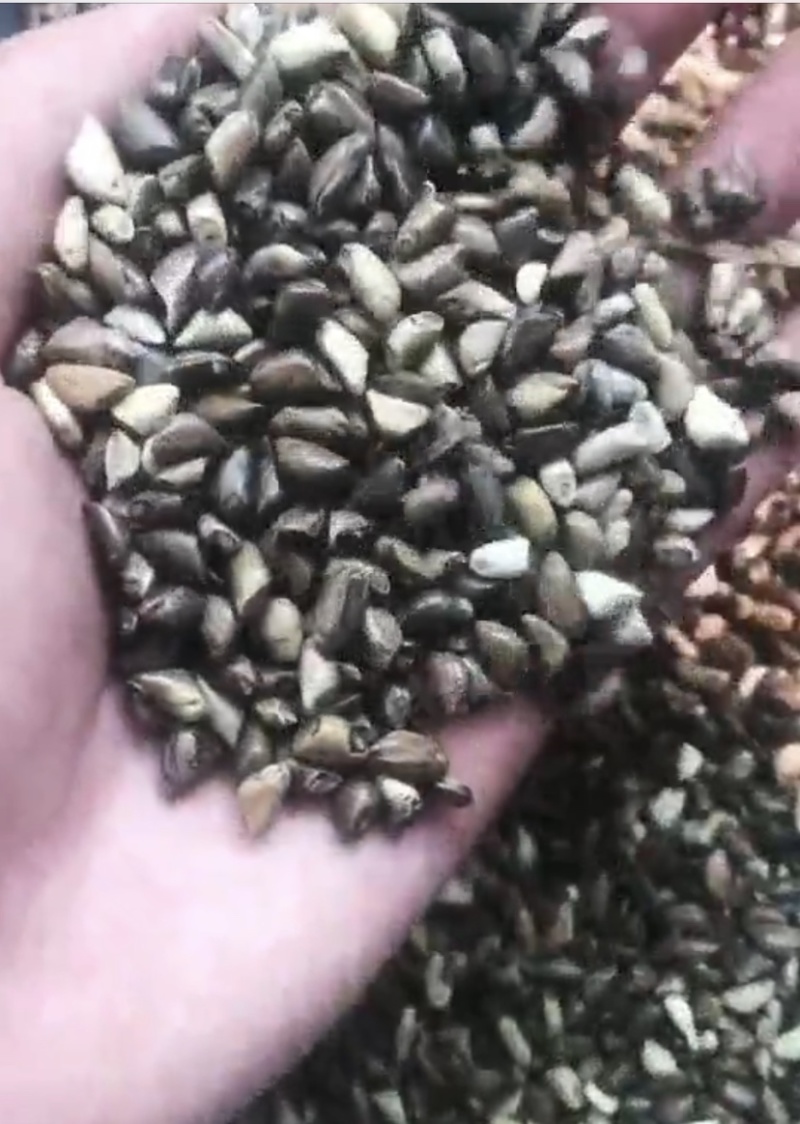 墨西哥玉米草适应能力强，适合牲畜家禽家畜食用