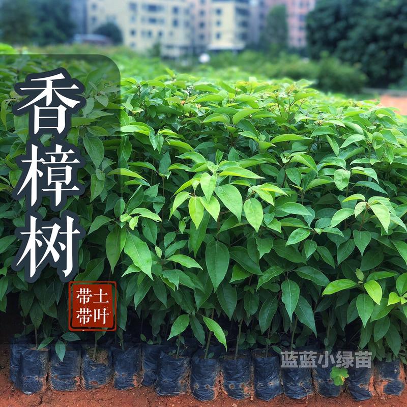 广州直供香樟树小苗樟树袋苗大型绿化工程驱蚊虫
