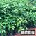 广州直供香樟树小苗樟树袋苗大型绿化工程驱蚊虫