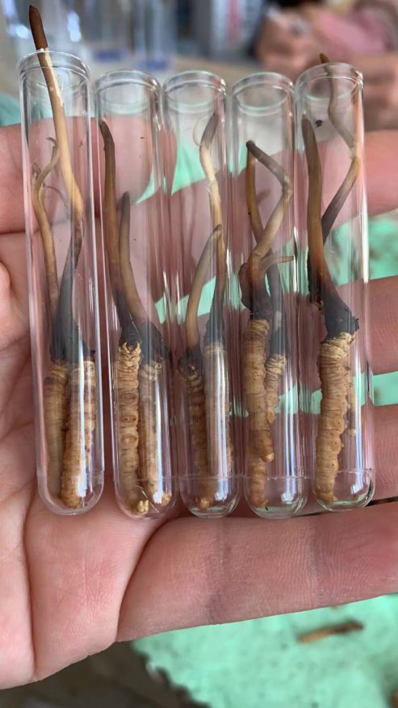 今年的虫草这两天的价格
