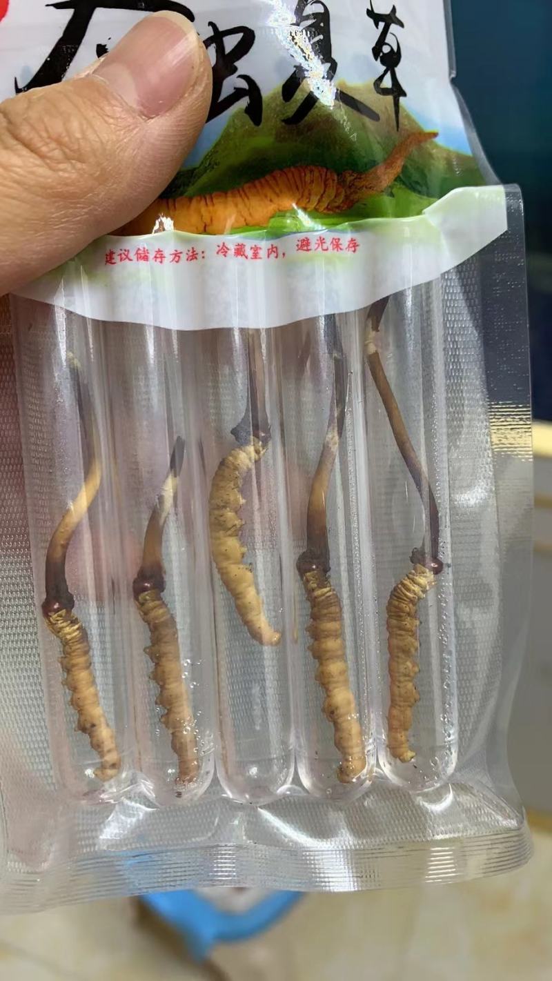 今年的虫草这两天的价格