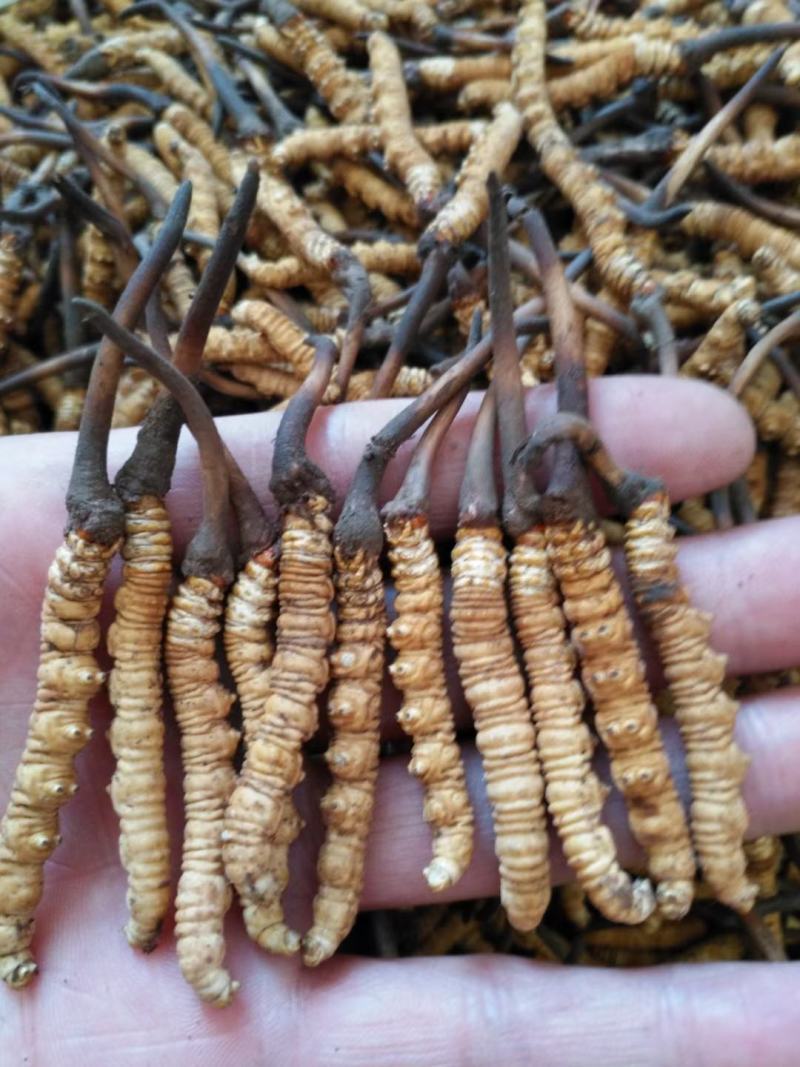 今年的虫草这两天的价格