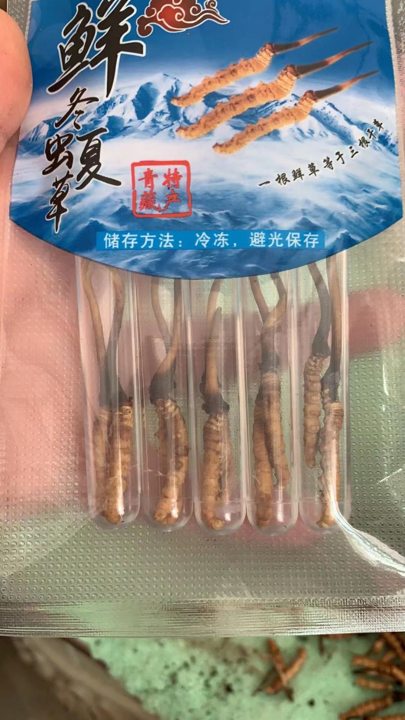 今年的虫草这两天的价格