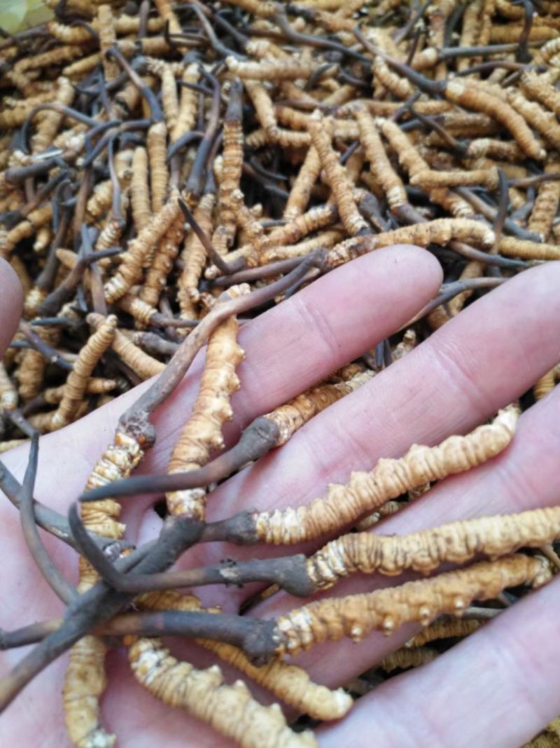 今年的虫草这两天的价格