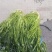 青雪菜