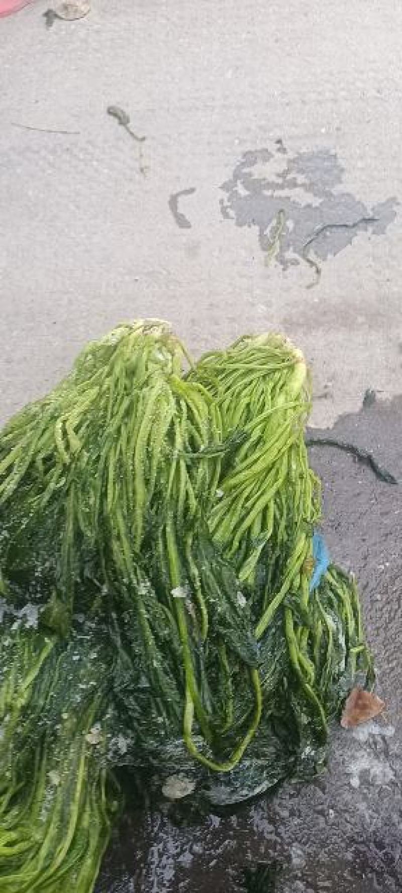 青雪菜