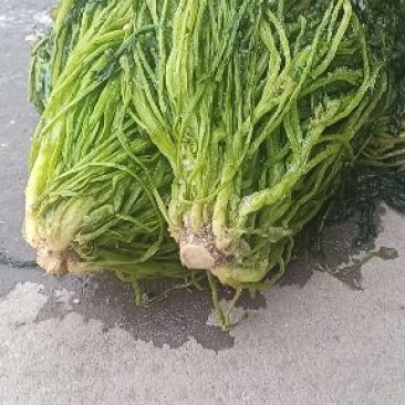青雪菜