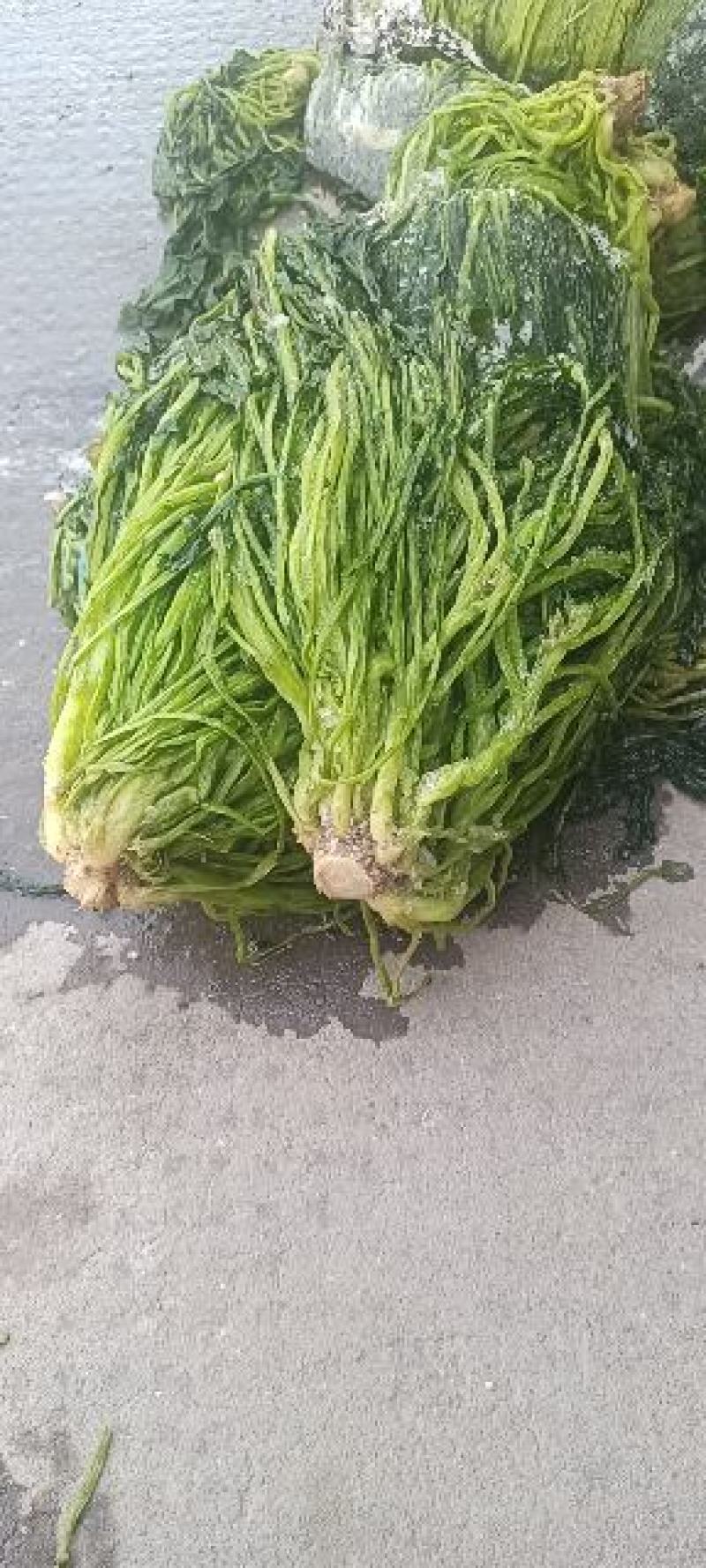 青雪菜