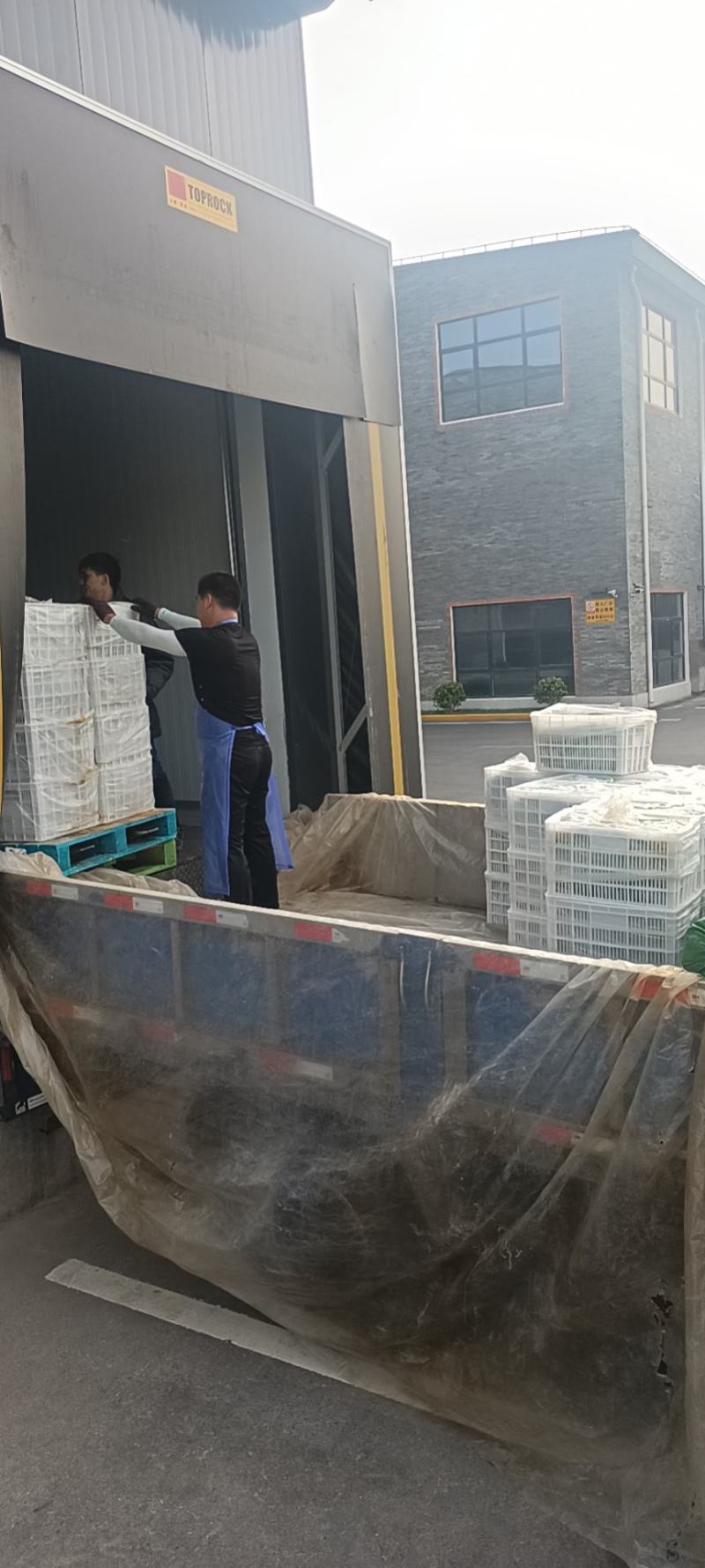 青雪菜