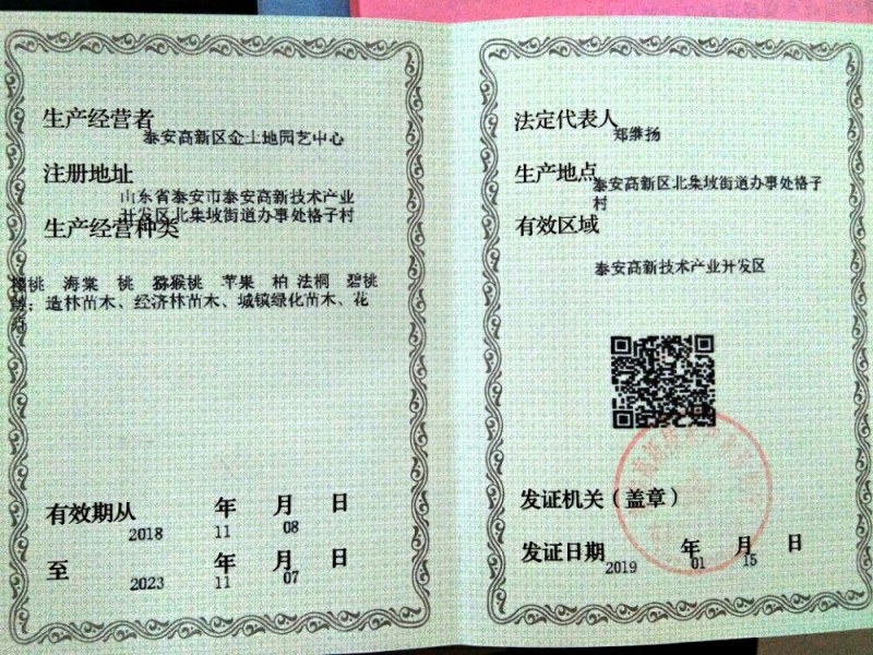 【热卖紫藤苗】紫藤苗多花紫藤苗庭院庄园别墅绿化庭院