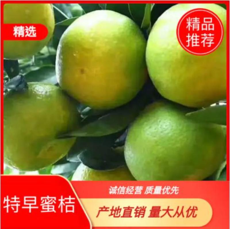 蜜桔：纯甜化渣，果肉细腻汁多水份足，实力代办为你服务