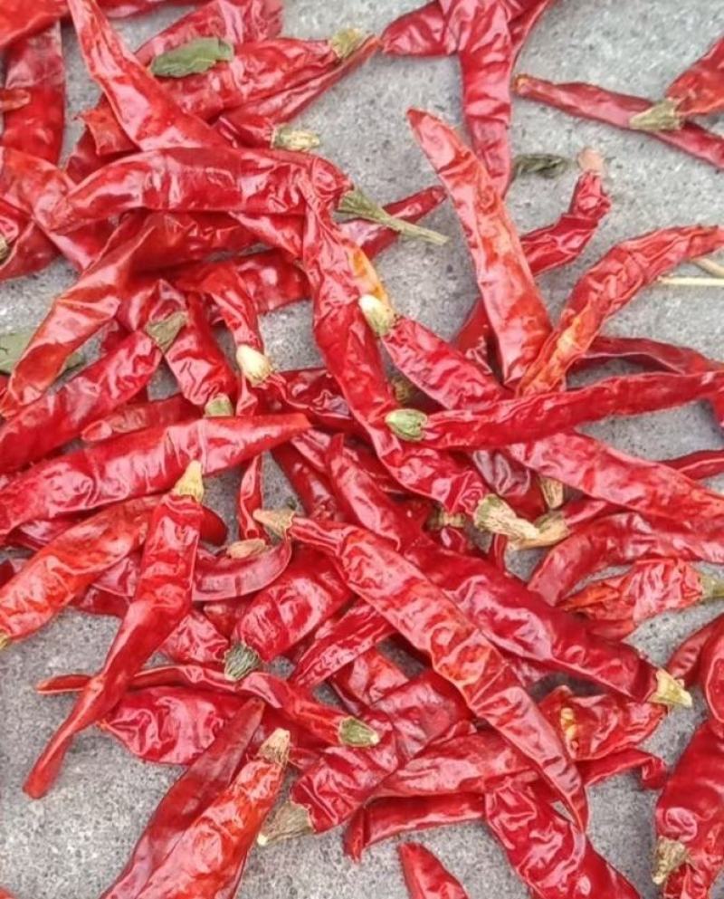 特辣特辣！印度魔鬼椒，量大从优欢迎老板选购