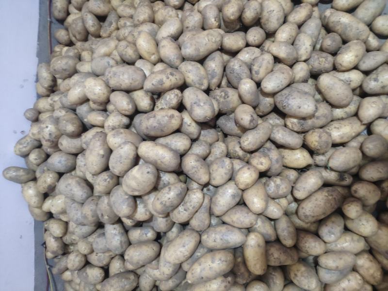 2021年新洋芋干土豆切片晒干土豆片精品土豆片