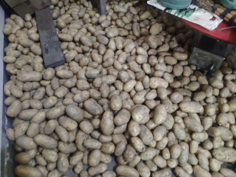2021年新洋芋干土豆切片晒干土豆片精品土豆片