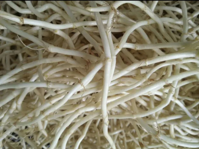 鱼腥草，白，嫩。质量保证，货源充足稳定，可长期和作