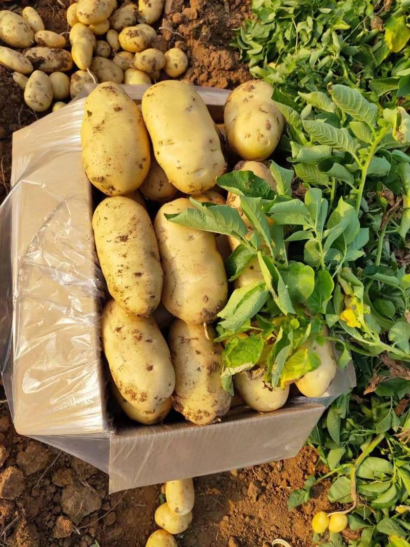 冷库荷兰十五土豆！千万吨存储，保质保量！可发全国各地。