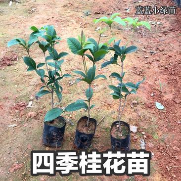 四季桂花苗广州基地直供金桂丹桂常青浓香型花卉盆栽
