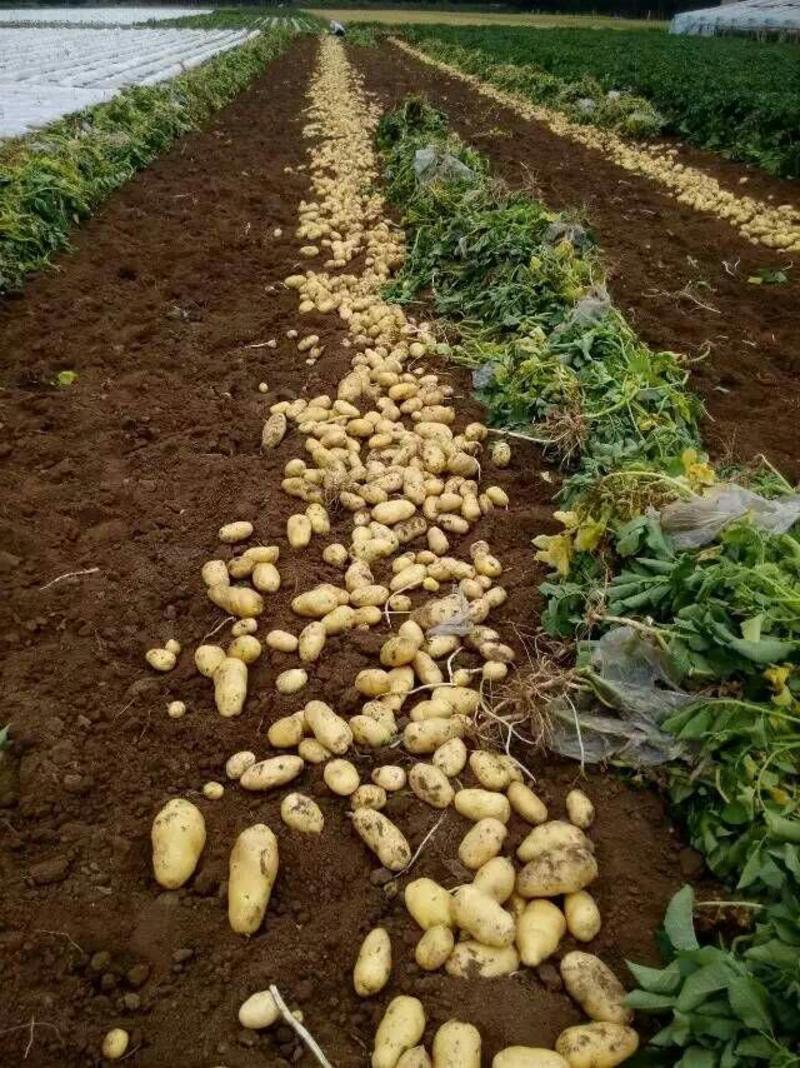 冷库荷兰十五土豆！千万吨存储，保质保量！可发全国各地。