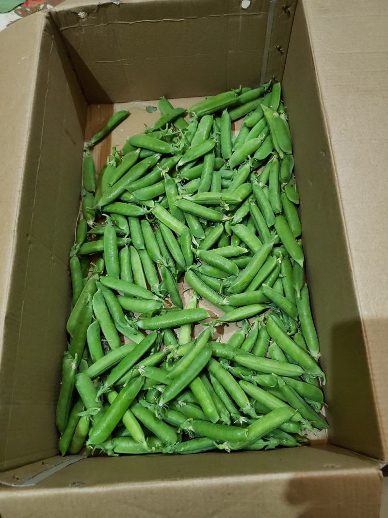 豌豆荚
