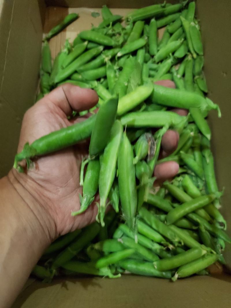豌豆荚