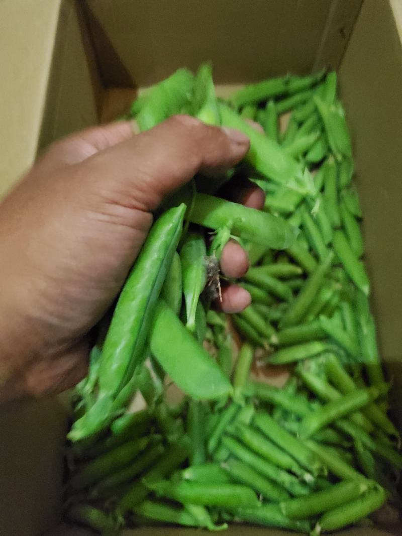 豌豆荚