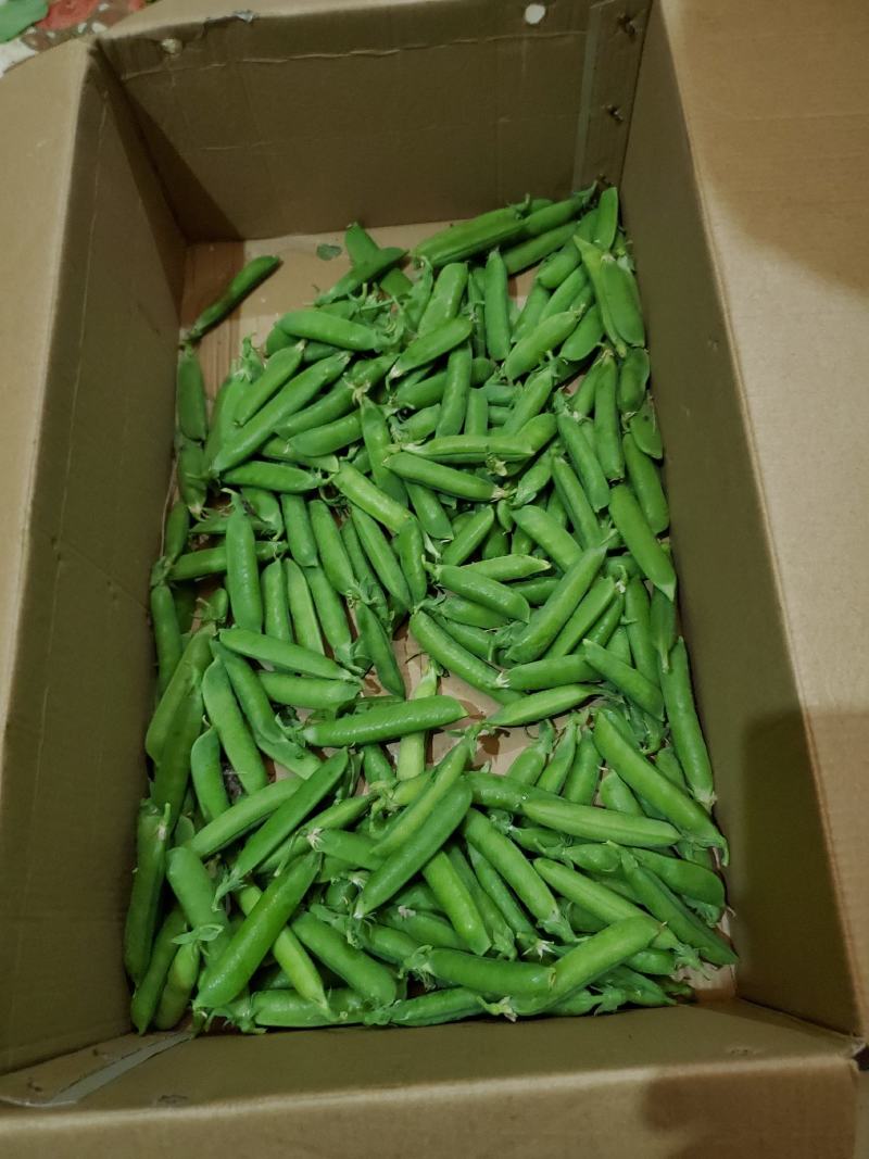 豌豆荚
