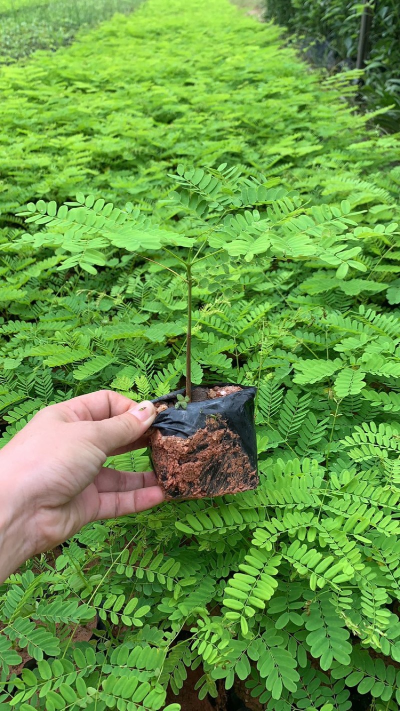 凤凰木园林绿化种苗苗圃现货支持代发视频看货