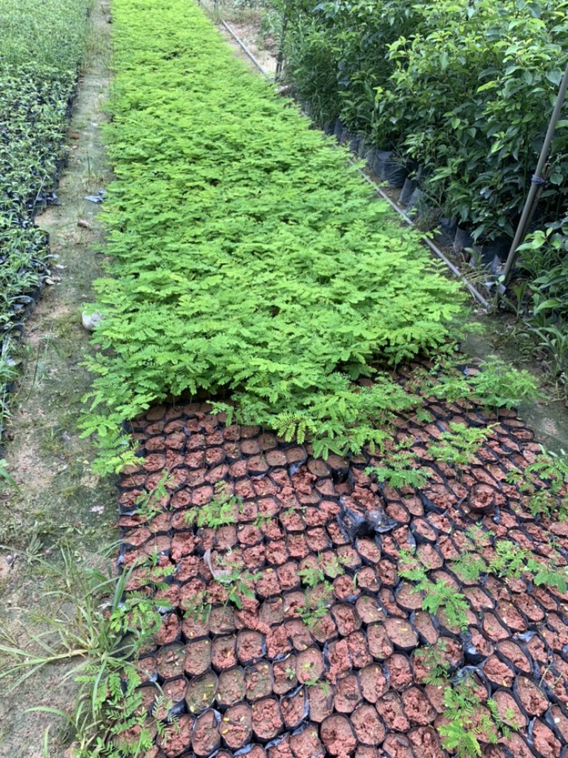凤凰木园林绿化种苗苗圃现货支持代发视频看货