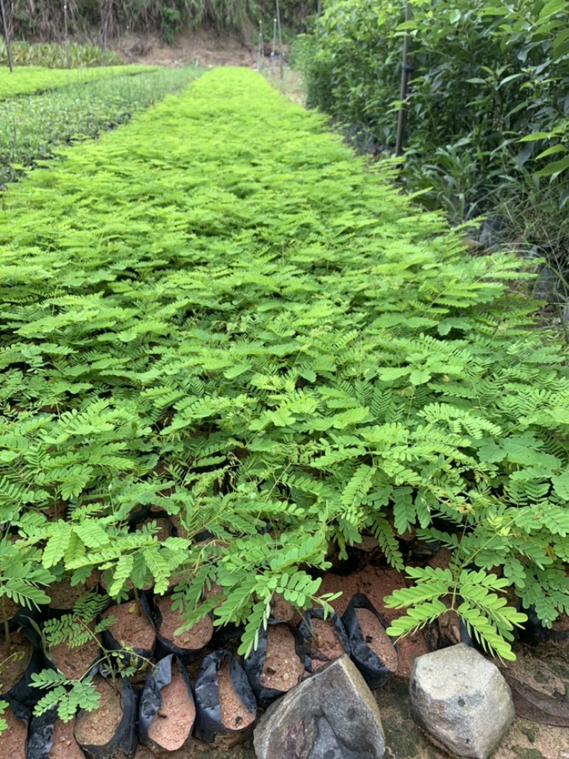 凤凰木园林绿化种苗苗圃现货支持代发视频看货