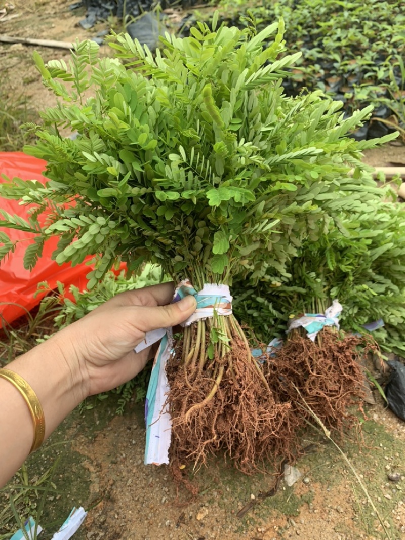 凤凰木园林绿化种苗苗圃现货支持代发视频看货